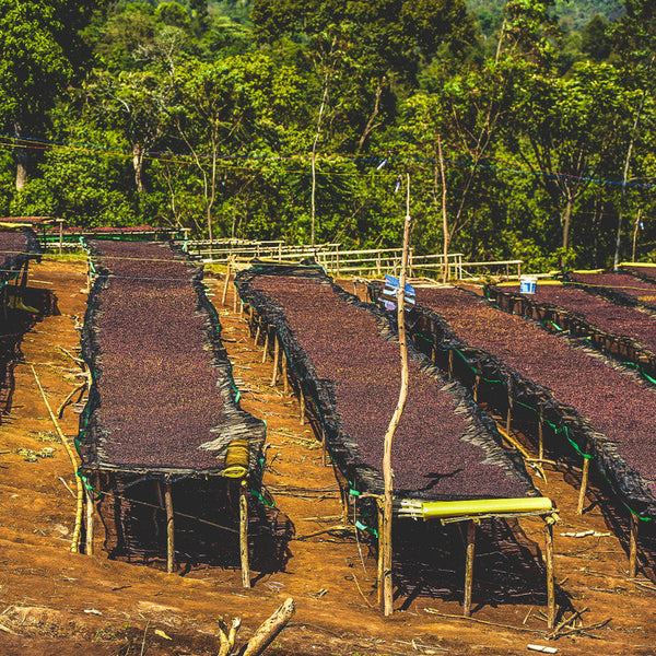 Ethiopia Single Origin Coffee