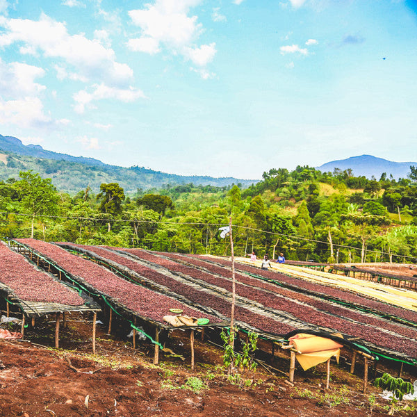 Ethiopia Single Origin Coffee