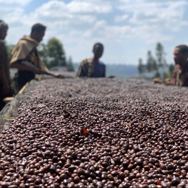 Ethiopia Single Origin Coffee