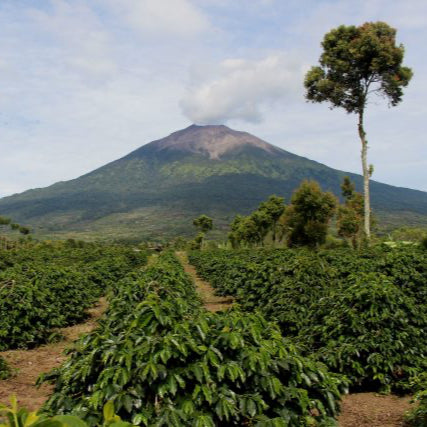 Sumatra Single Origin Coffee