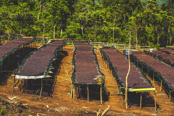 Ethiopia Single Origin Coffee