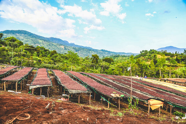 Ethiopia Single Origin Coffee