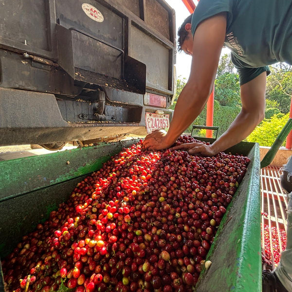 Costa Rica Single Origin Coffee
