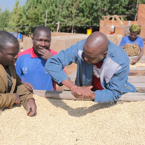 Tanzania Peaberry Sigle Origin Coffee