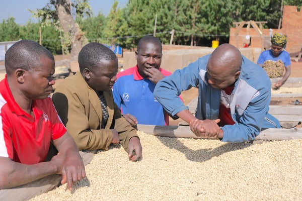 Tanzania Peaberry Sigle Origin Coffee