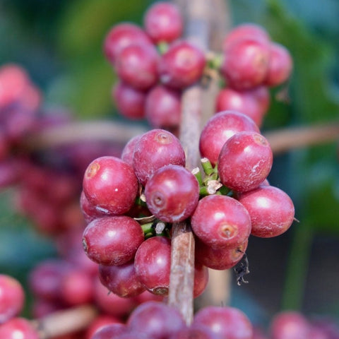 Tanzania Peaberry Sigle Origin Coffee