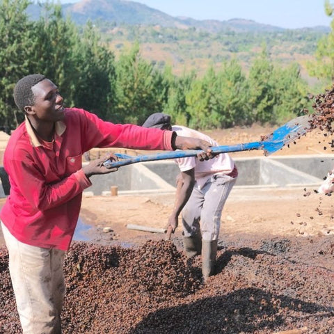 Tanzania Peaberry Sigle Origin Coffee