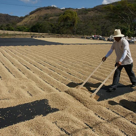 Nicaragua Single Origin Coffee