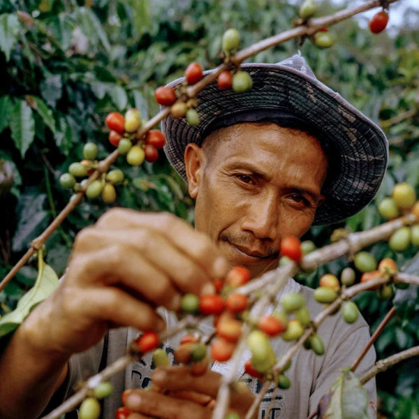 Sumatra Single Origin Coffee