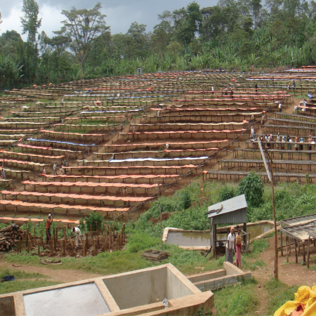 Ethiopia Single Origin Coffee